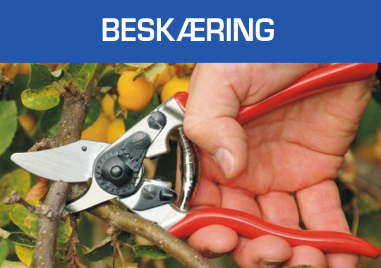 Beskæring