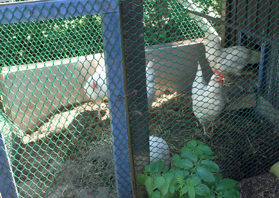 Expo-net Kyllingenet 60cm x 10m grøn
